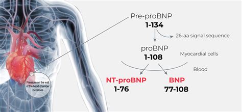 what does pro bnp measure